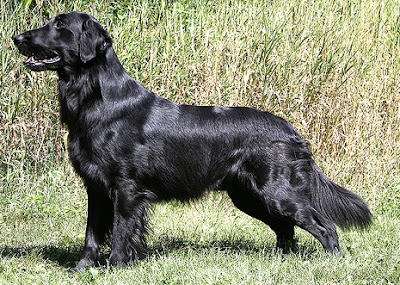 About Dog Flat-Coated Retriever: How Well Is Your Flat-Coated Retriever ...